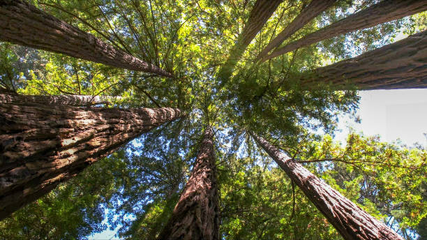 The Steps Involved in Our Tree Care Process in Hooper, UT